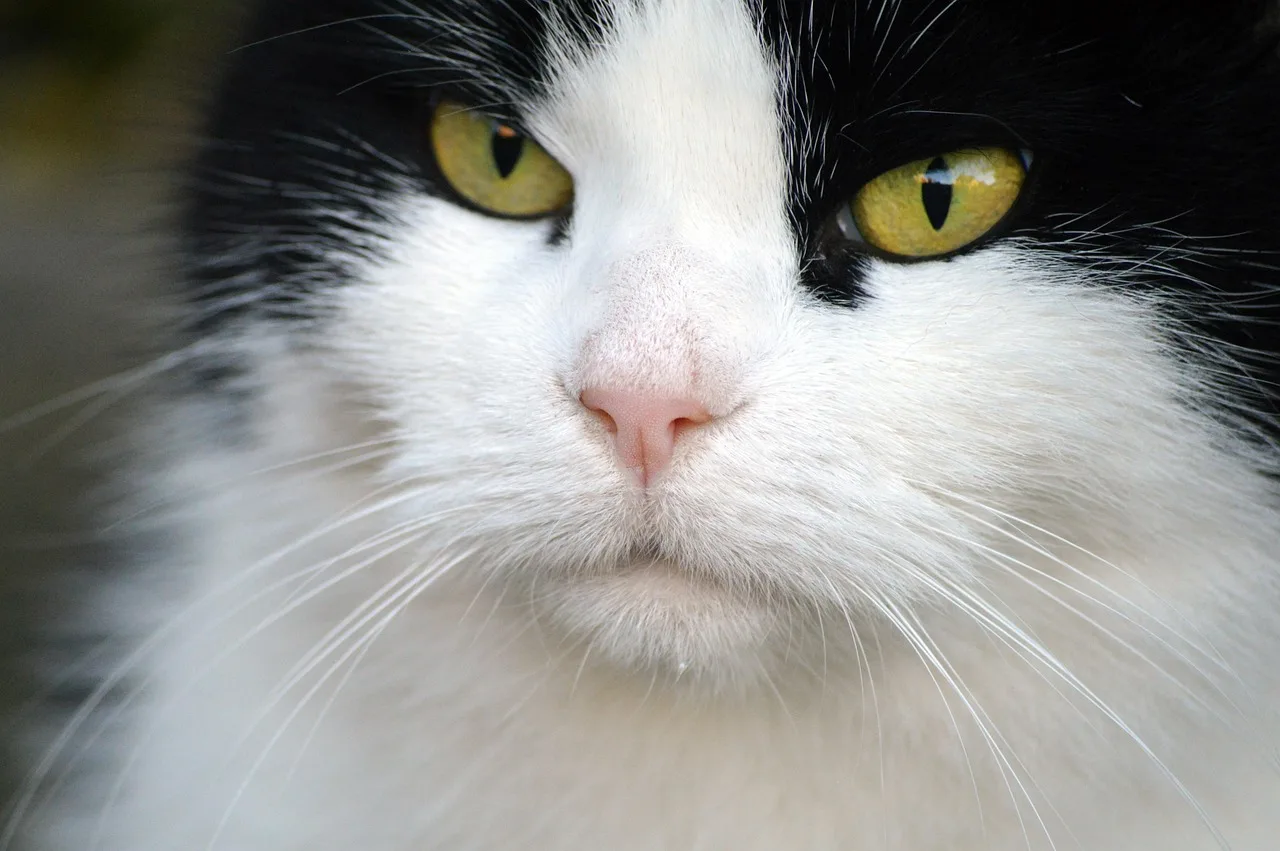 Kedi yüz ifadesi yakın çekim - tüy ve bıyık detayları
