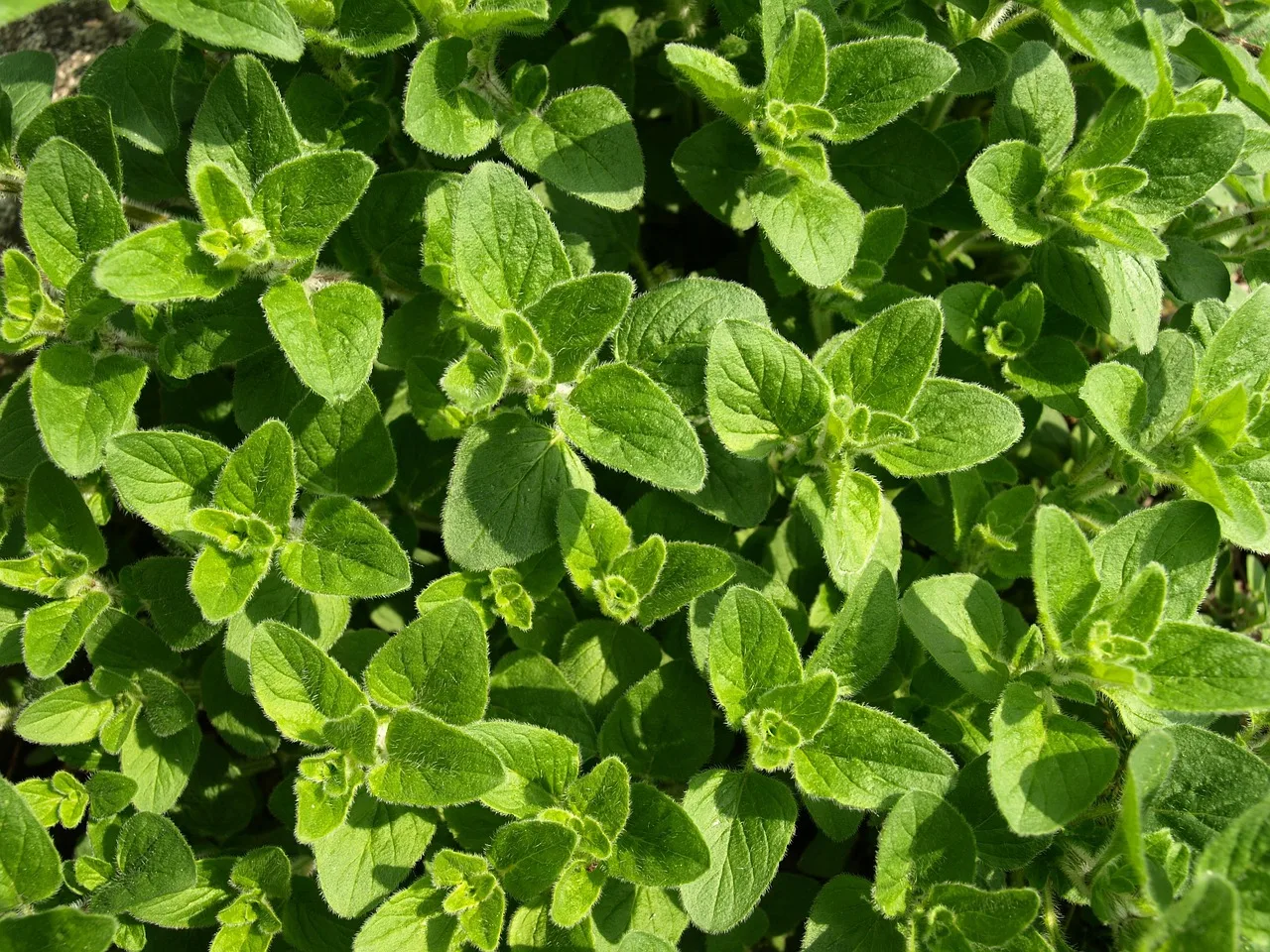 Kekik baharatlı mutfak fotoğrafı - Akdeniz aroması