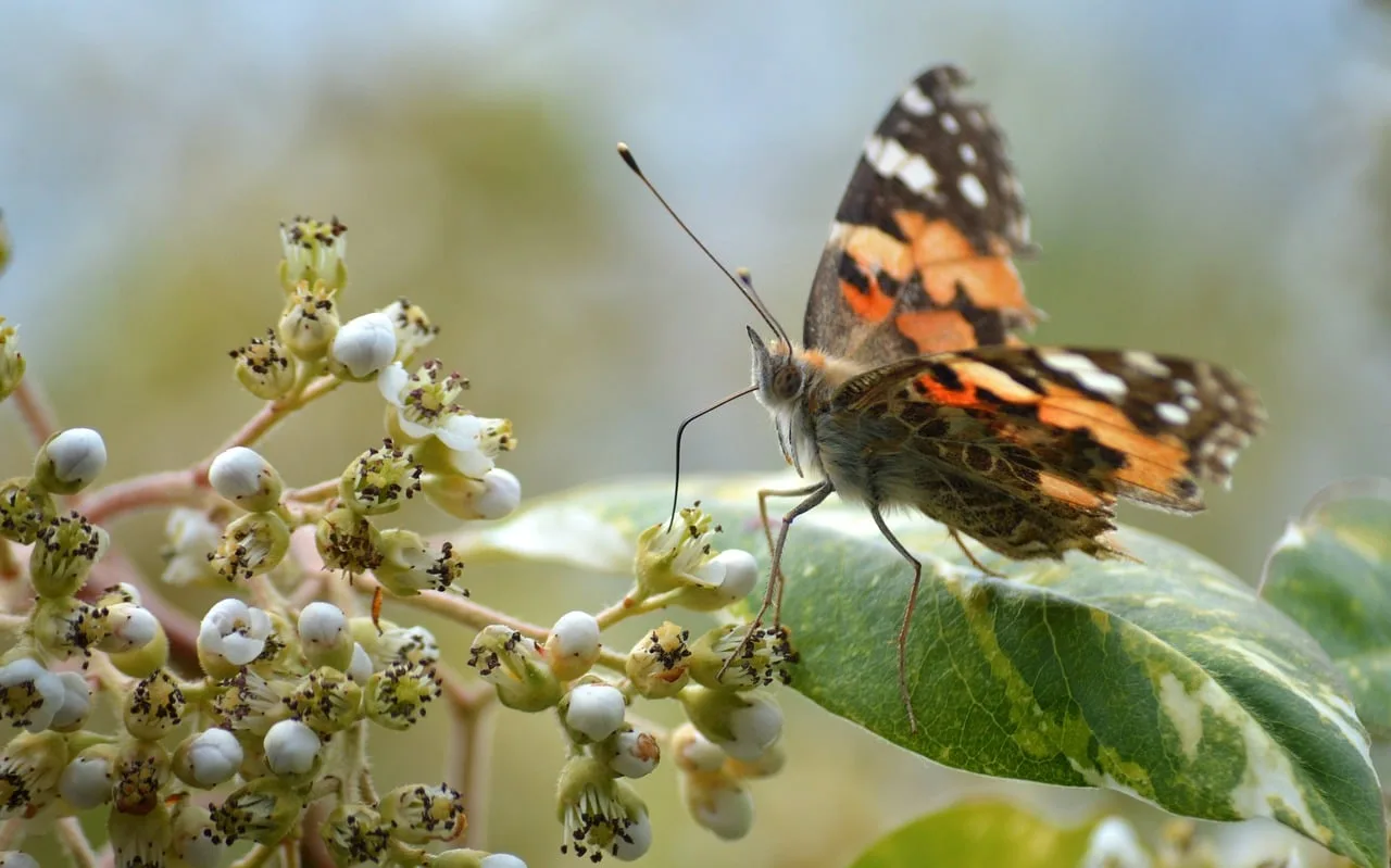 Kelebek bahar bahçesinde makro fotoğraf