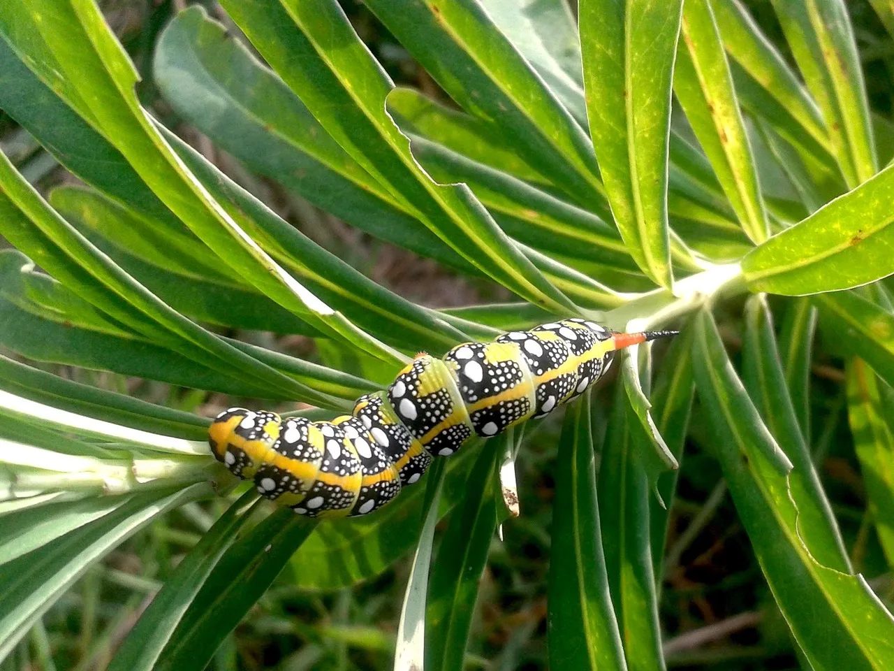 Kelebek ve tırtıl bulutu - orman içinde tilki fotoğrafı