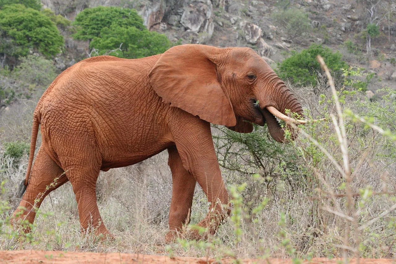 Kenya savanasında yemek yiyen fil portresi