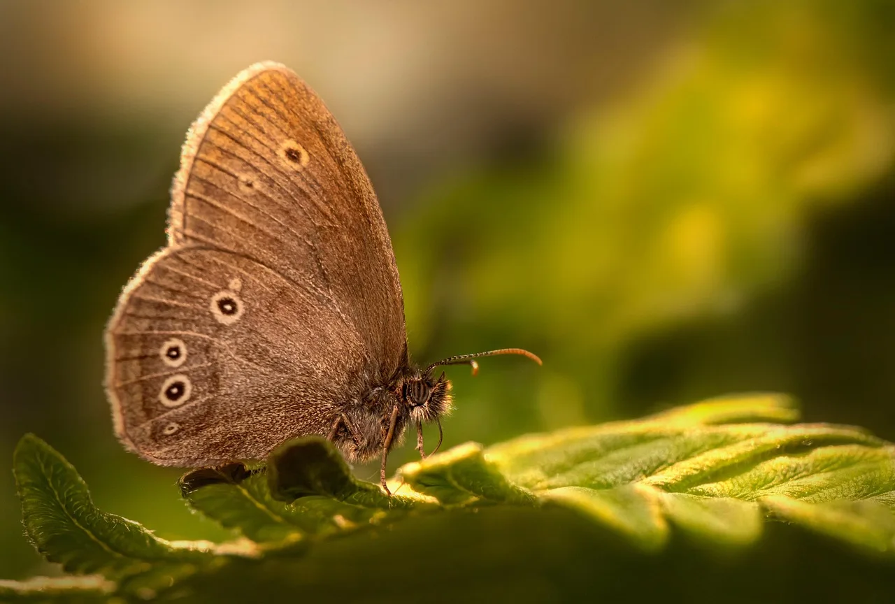 Kestane rengi kelebek kanatları makro fotoğrafı