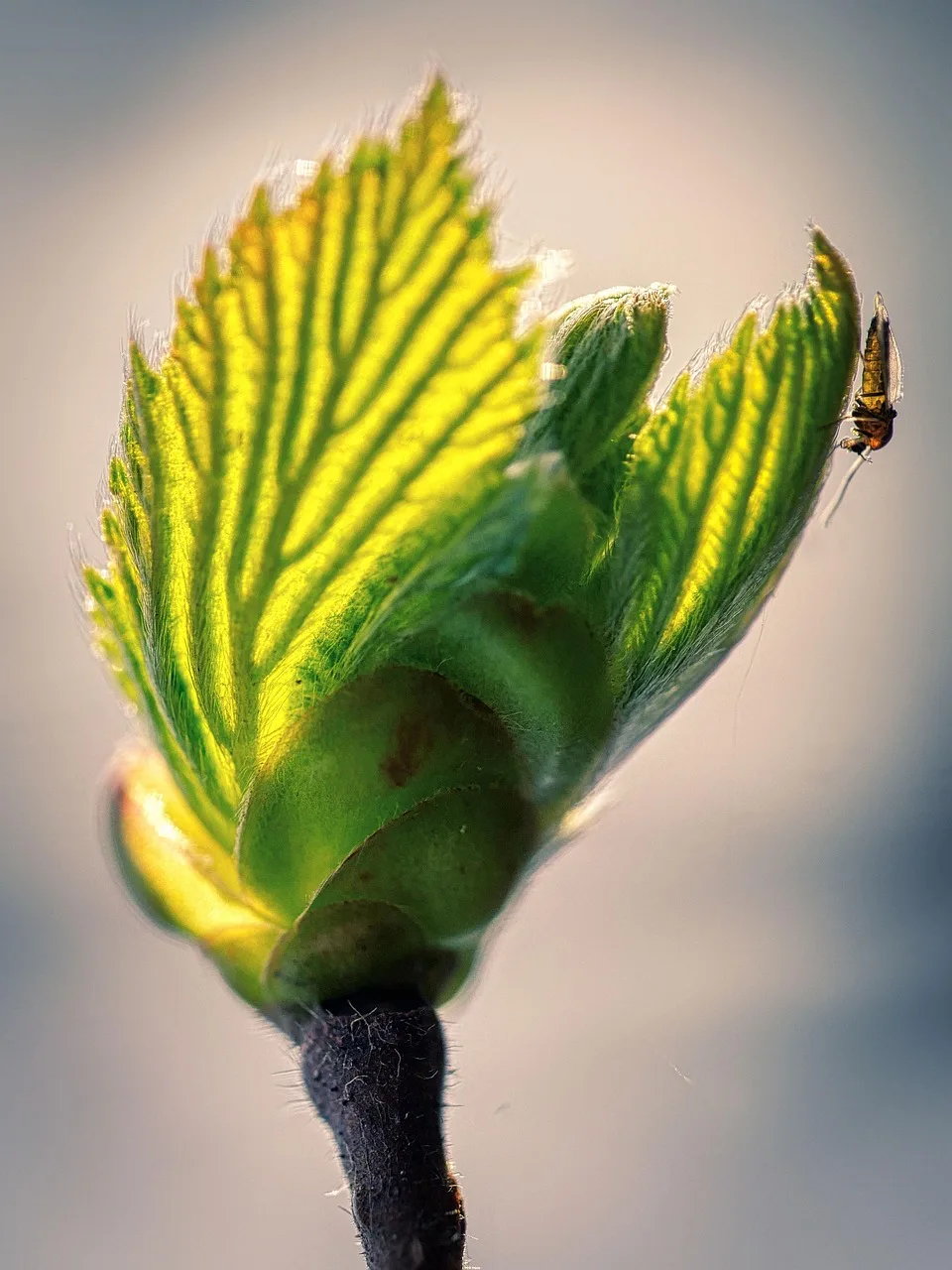 Kestane yaprağı filizi makro fotoğrafı