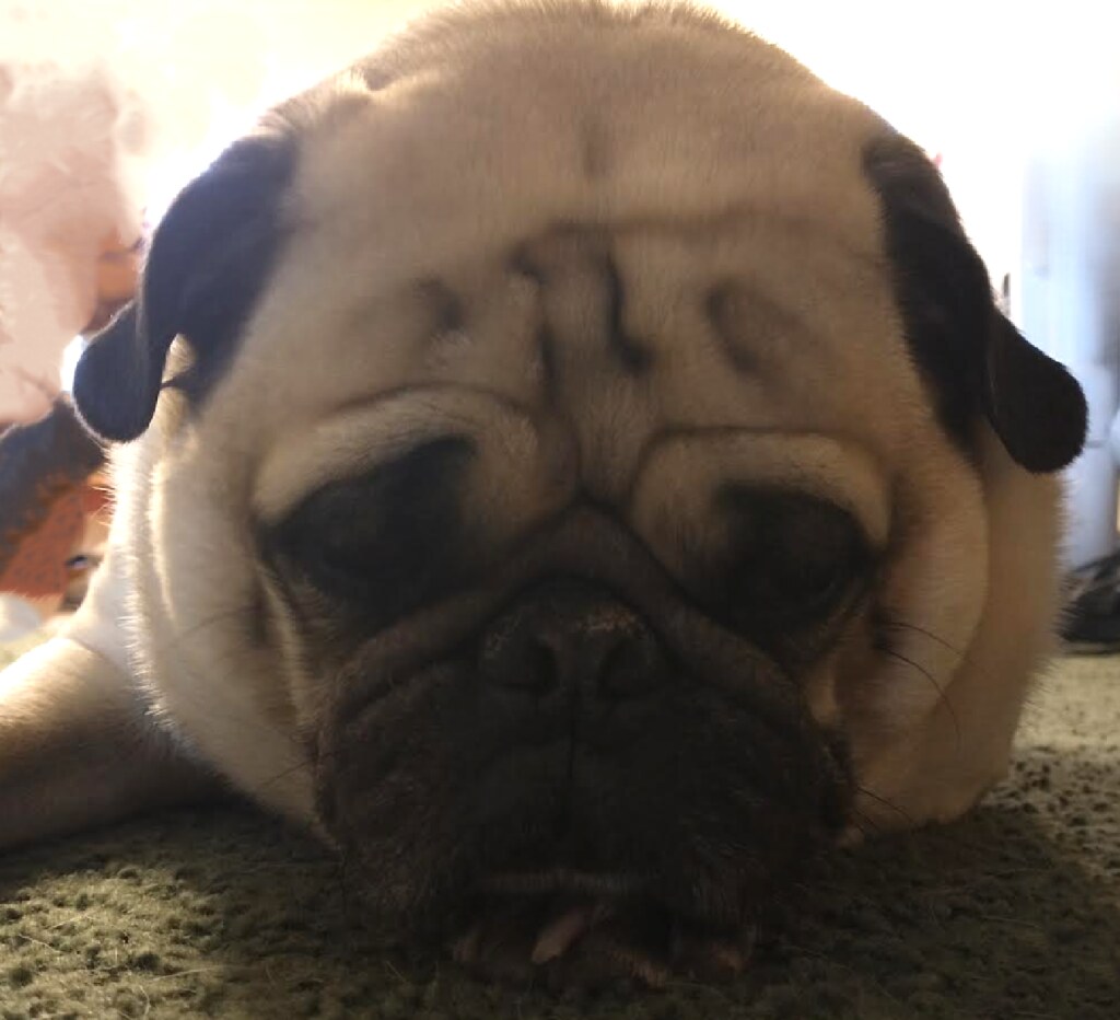 Kırışık Yüzlü Pug Köpeği Yumuşak Halıda Yorgun ve Keyifli Dinleniyor