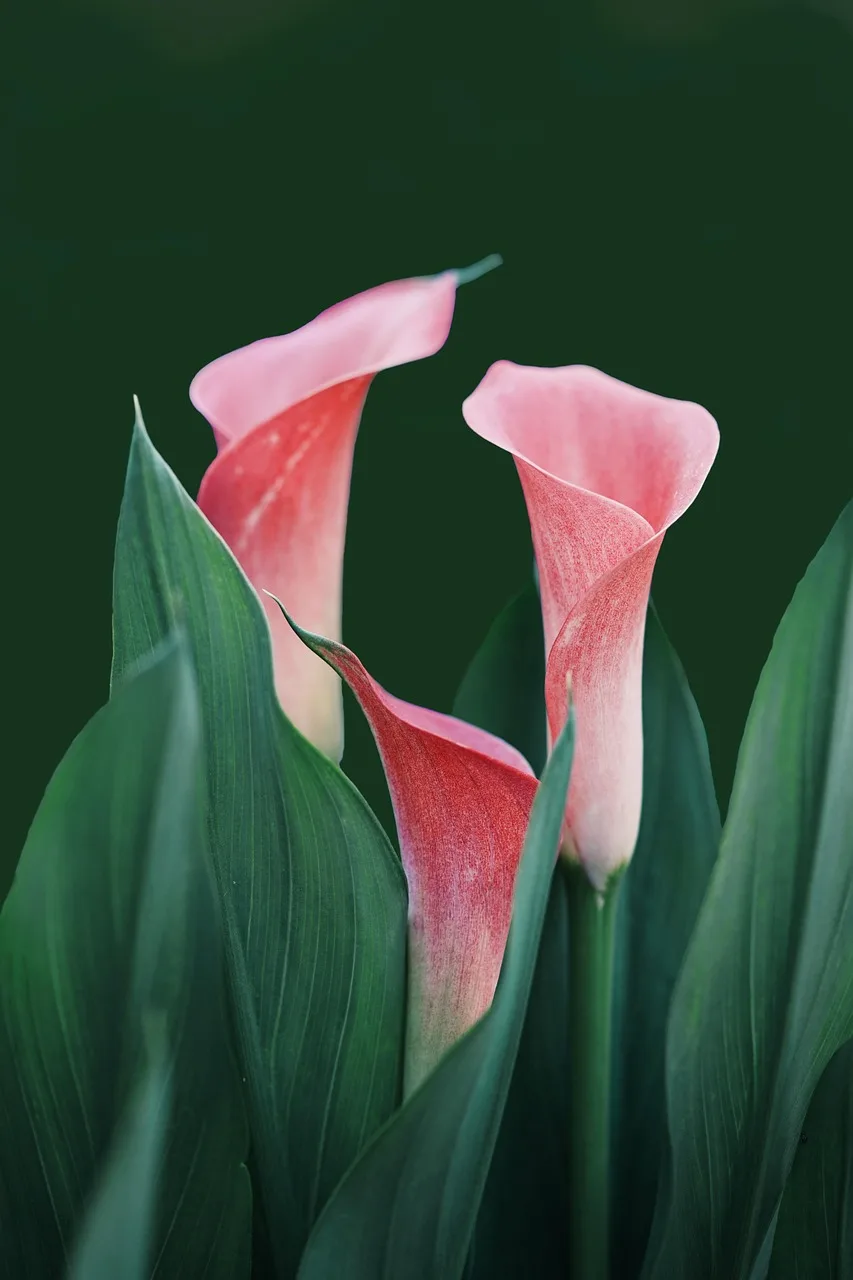 Kırmızı calla lilyası duvar kağıdı - çiçek fotoğrafı