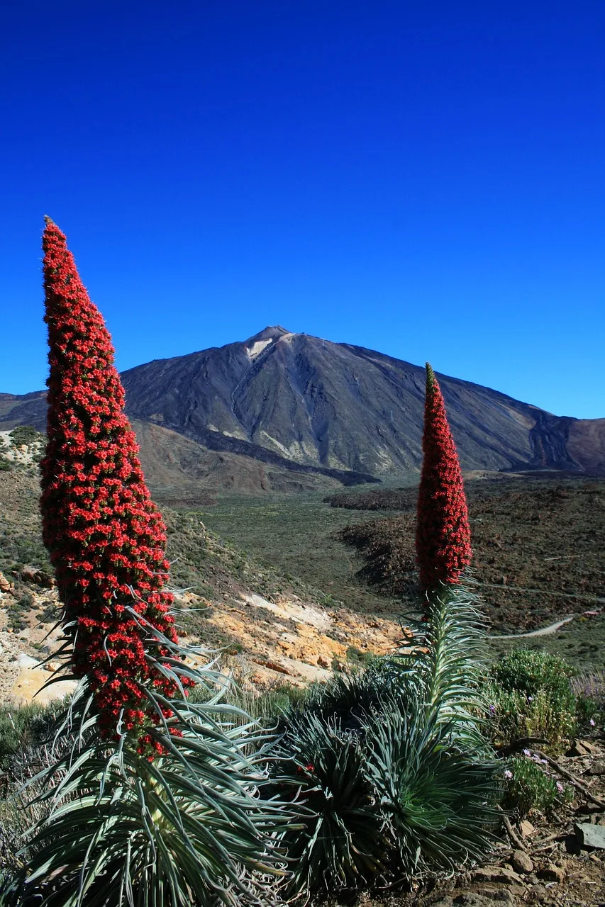 Kırmızı çiçekli Tajinaste - Tenerife doğa fotoğrafı