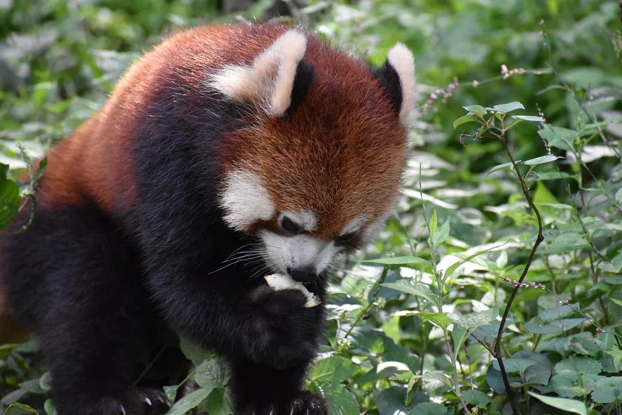 Kırmızı elma yiyen panda - doğal hayvan fotoğrafı