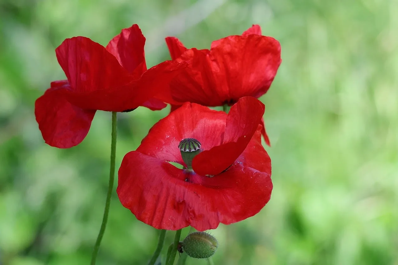 Kırmızı gelincik çiçeği makro fotoğrafı - doğal ortam