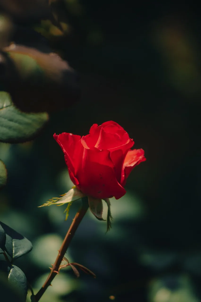 Kırmızı gül buketi - doğa temalı çiçek fotoğrafı