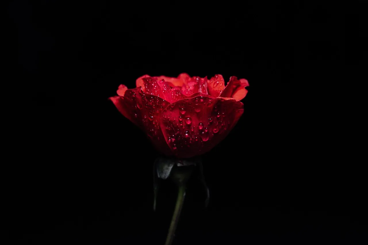 Kırmızı gül çiçeği yakın çekim doğa fotoğrafı