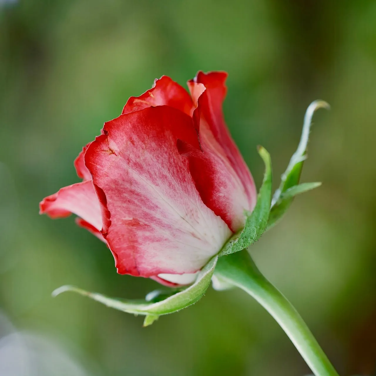 Kırmızı gül tomurcukları - makro çiçek fotoğrafı