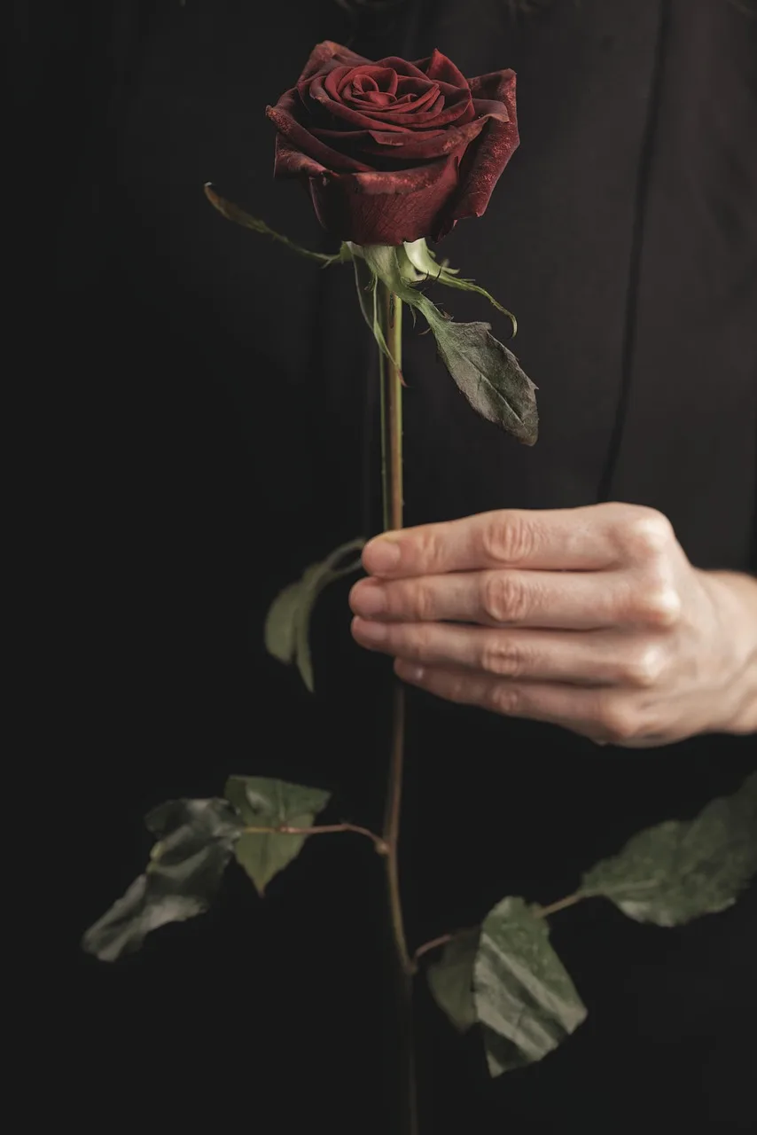 Kırmızı gül yakın çekim - romantik aşk teması