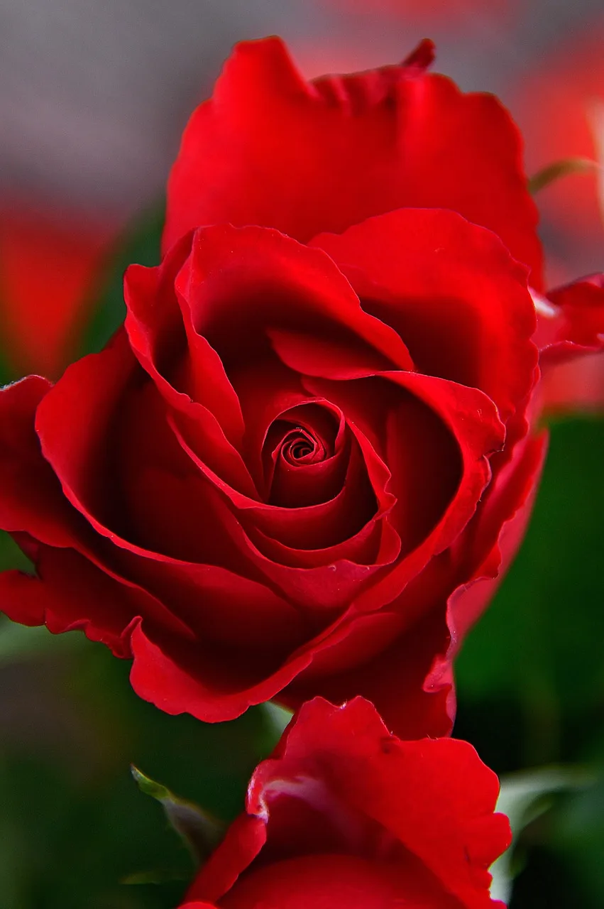 Kırmızı gül yaprakları romantik çiçek fotoğrafı