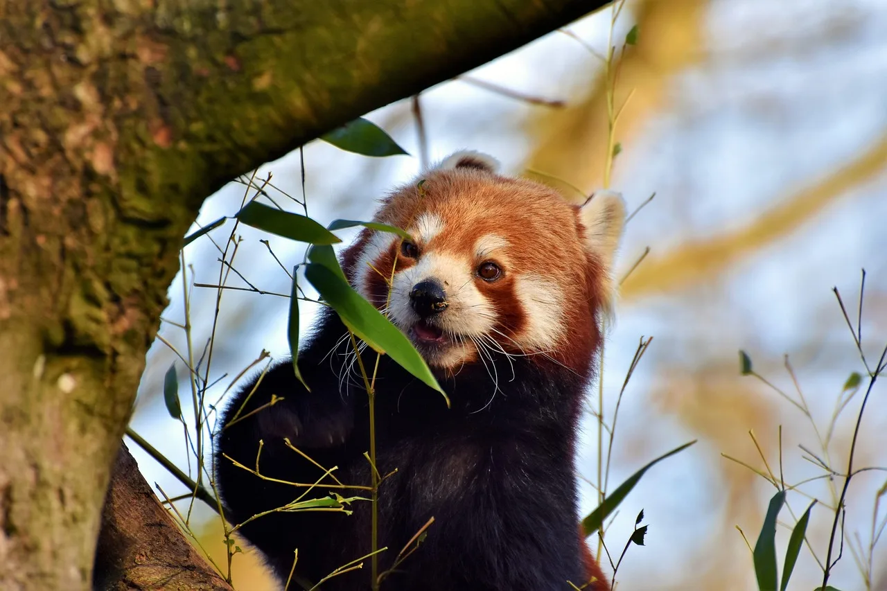 Kırmızı panda ağaç dalında bambu yiyor