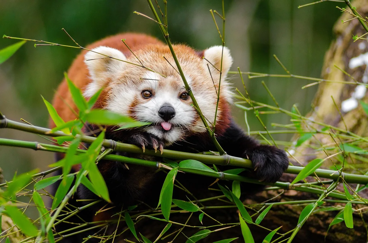 Kırmızı panda bambu içinde dil çıkarıyor