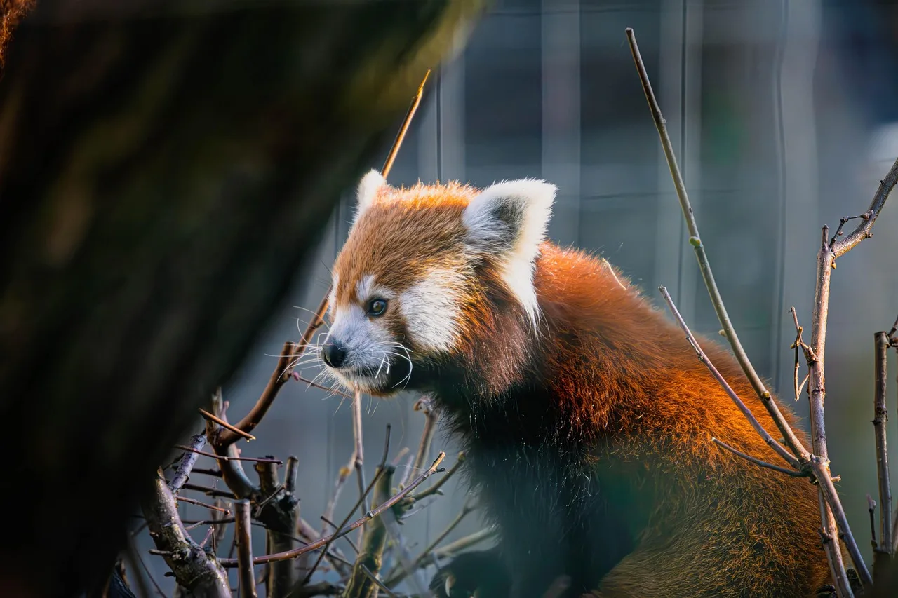 Kırmızı panda doğada sevimli portre - vahşi hayvan
