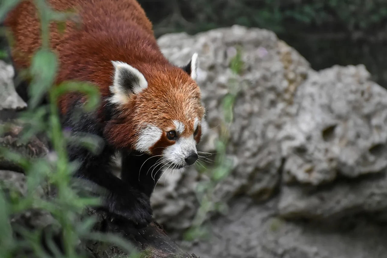 Kırmızı panda doğada yürürken - sevimli memeli