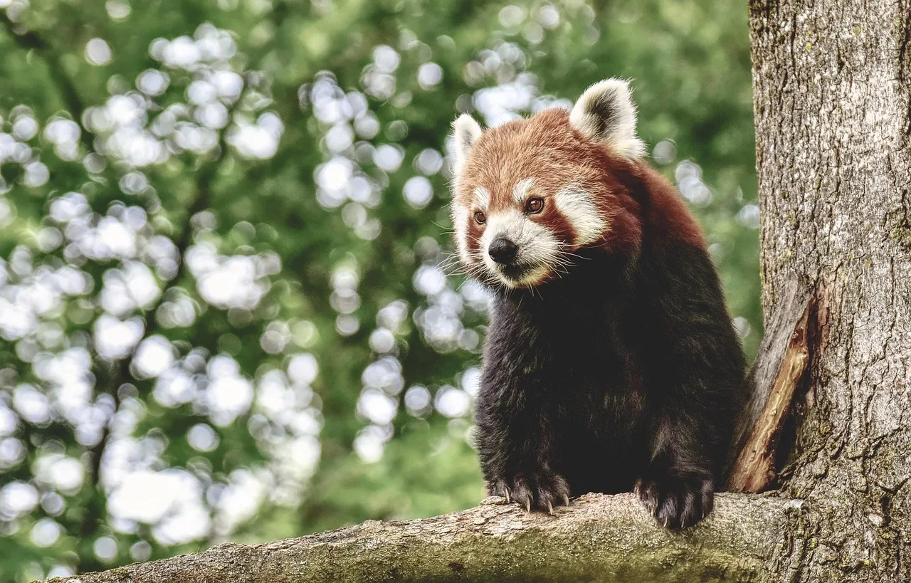 Kırmızı panda portresi - doğal yaşam