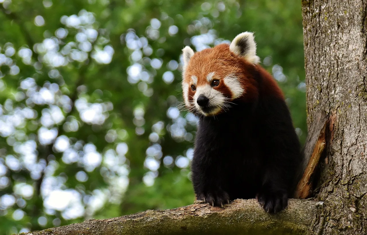 Kırmızı panda portresi - sevimli hayvan fotoğrafı