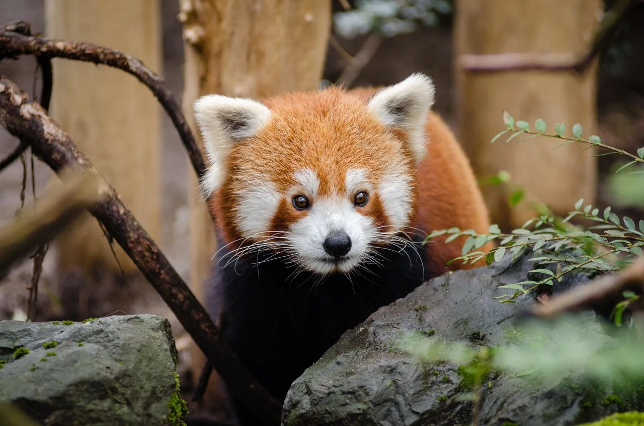 Kırmızı panda portresi - sevimli yabani memeli