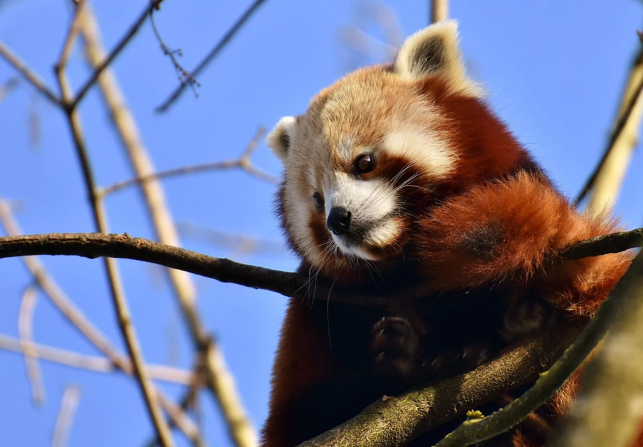 Kırmızı panda - sevimli orman memeli