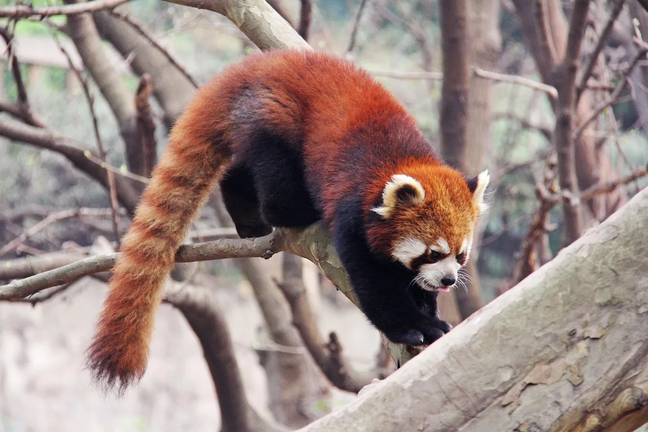 Kırmızı panda yavrusu - sevimli doğa fotoğrafı