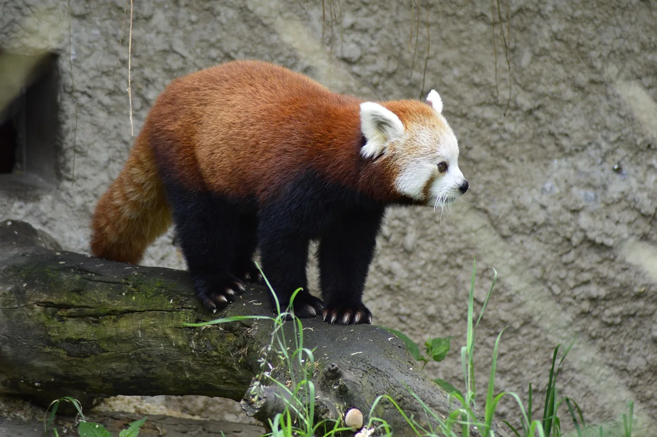 Kırmızı panda yemyeşil ormanda keşif anı