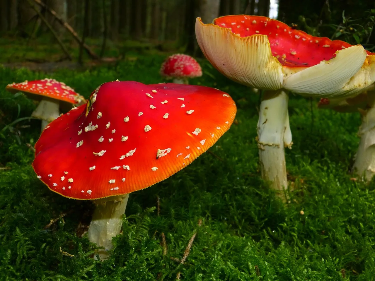 Kırmızı sinek mantarı sonbahar orman fotoğrafı