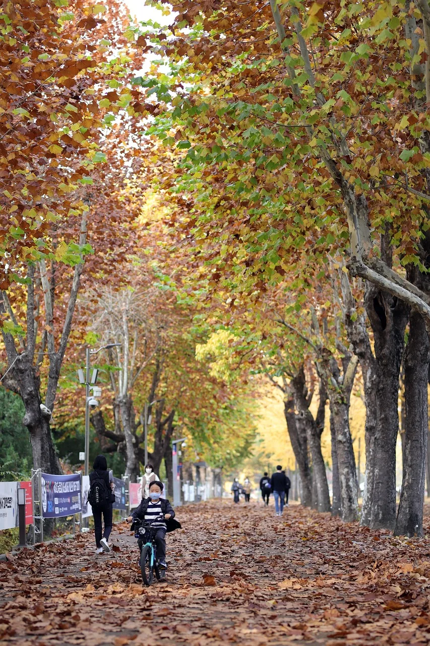 Kırmızı sonbahar yaprakları bisikletli doğa fotoğrafı