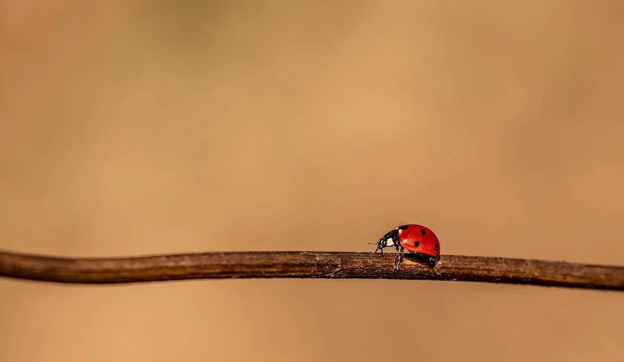 Kırmızı uğur böceği dal üzerinde makro fotoğraf