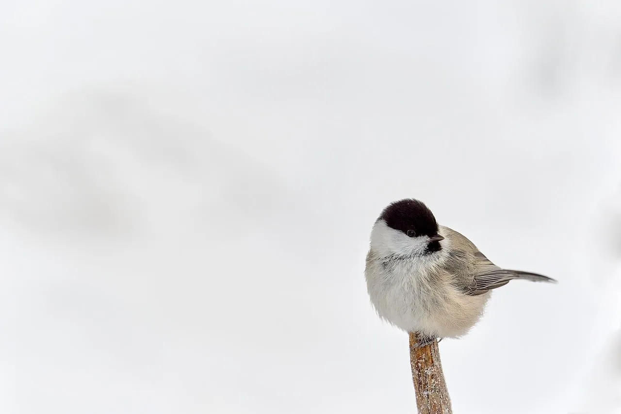 Kış kuşu beyaz dalda oturan titmouse