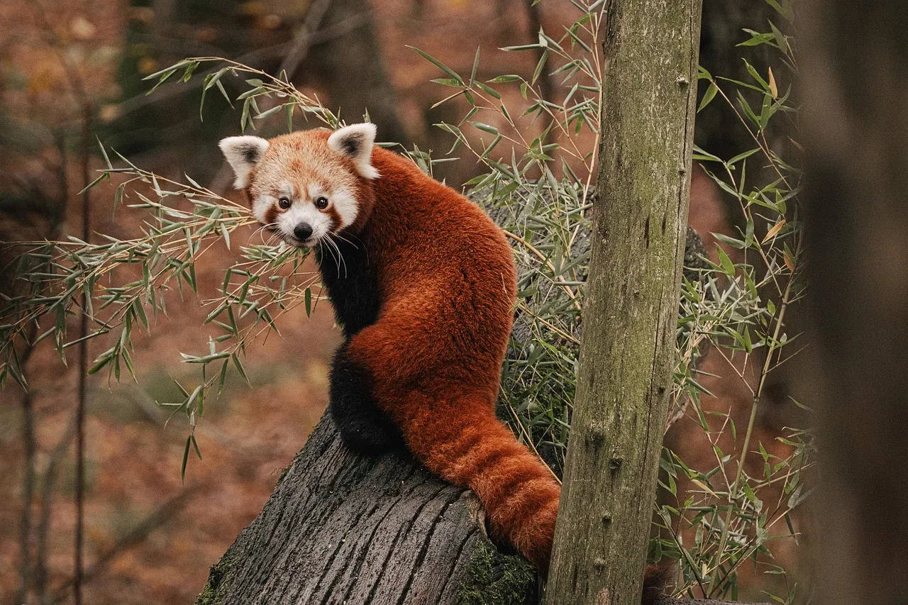 Kızıl panda orman içinde doğal fotoğraf