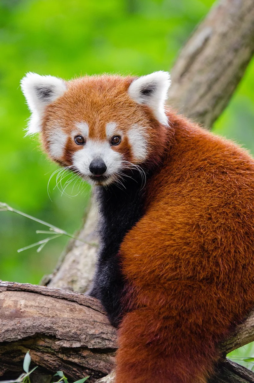 Kızıl panda portresi - sevimli vahşi hayvan