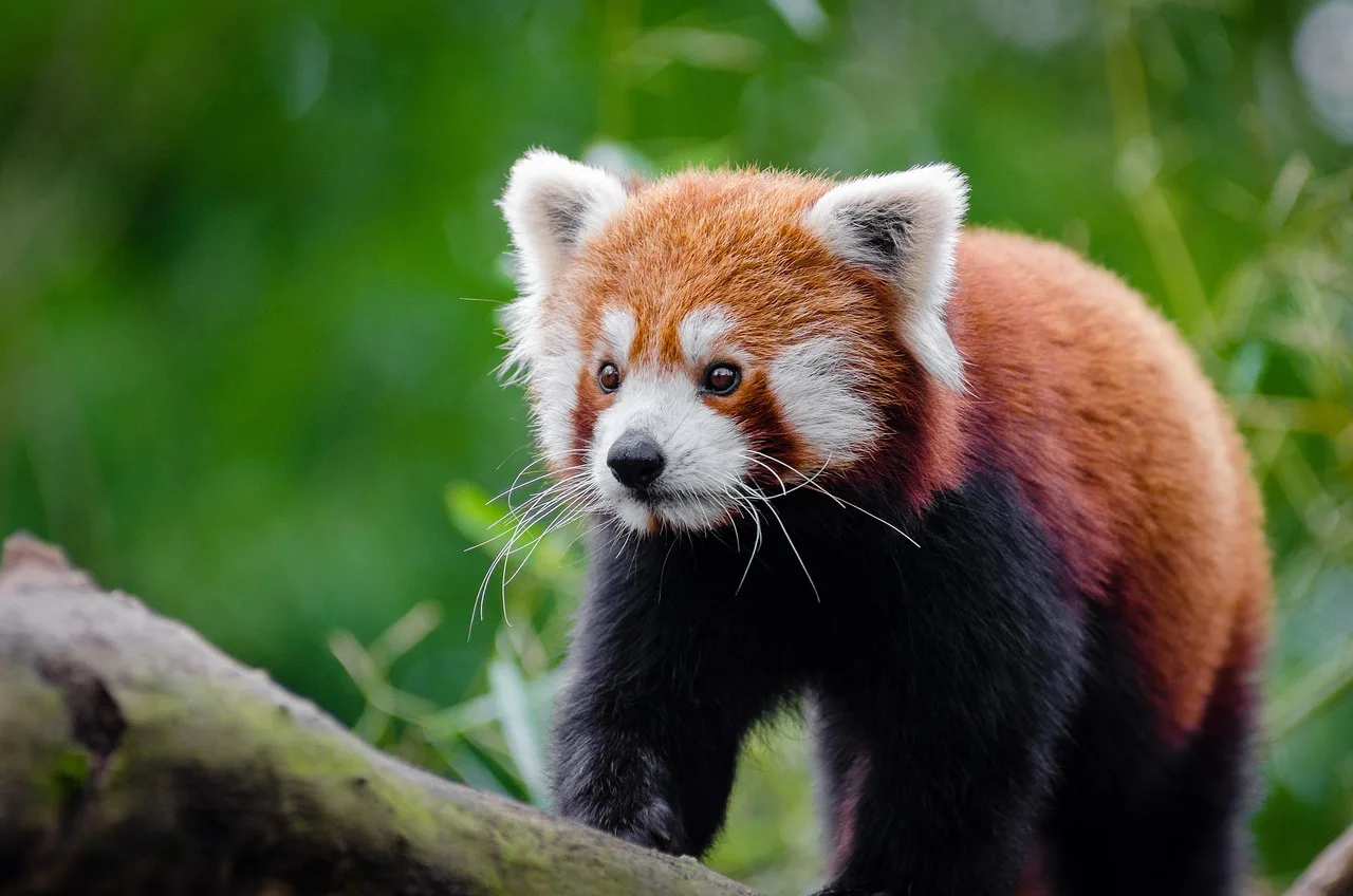 Kızıl panda yakın plan portresi - yumuşak tüy