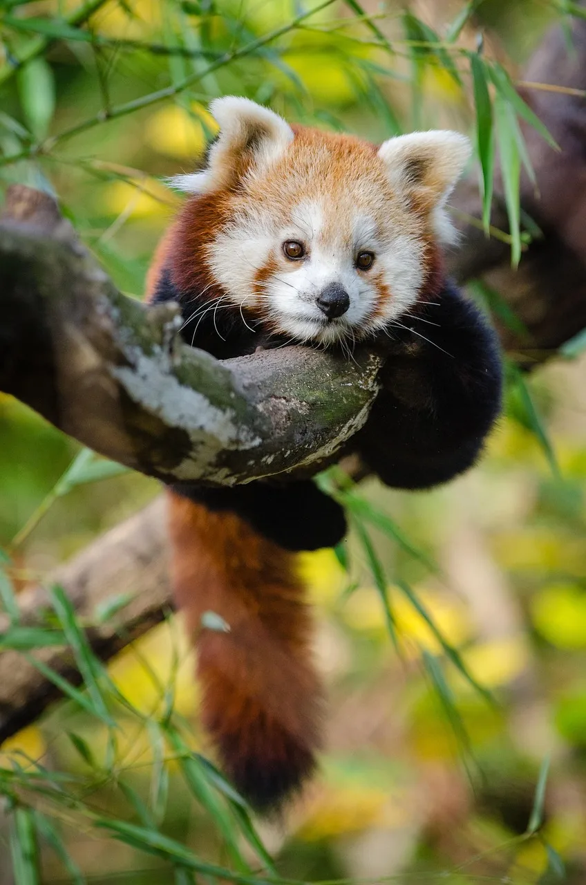 Kızıl panda yavrusu dalda - sevimli vahşi hayvan