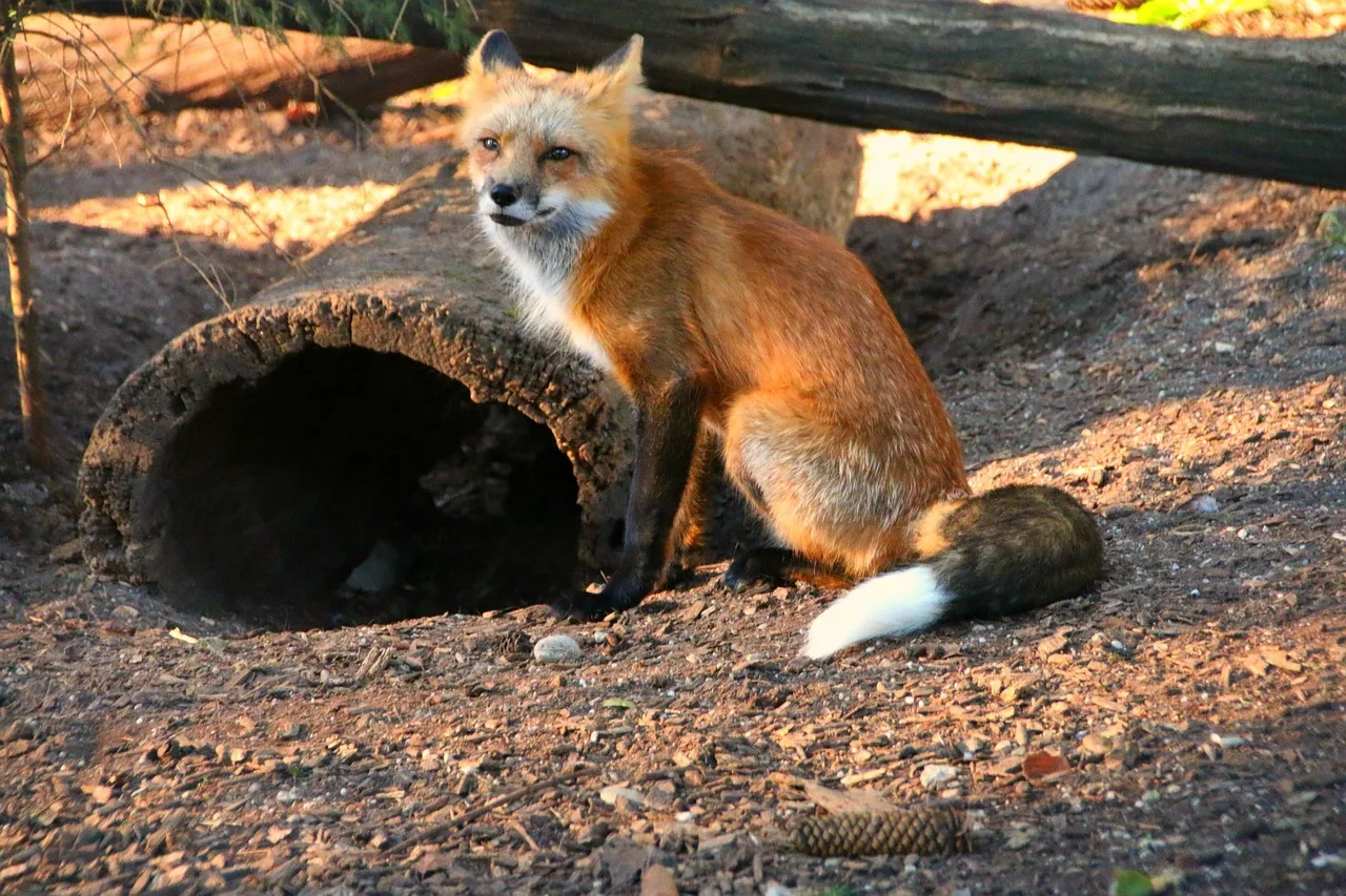 Kızıl tilki ormanda kahverengi kürkle - vahşi doğa