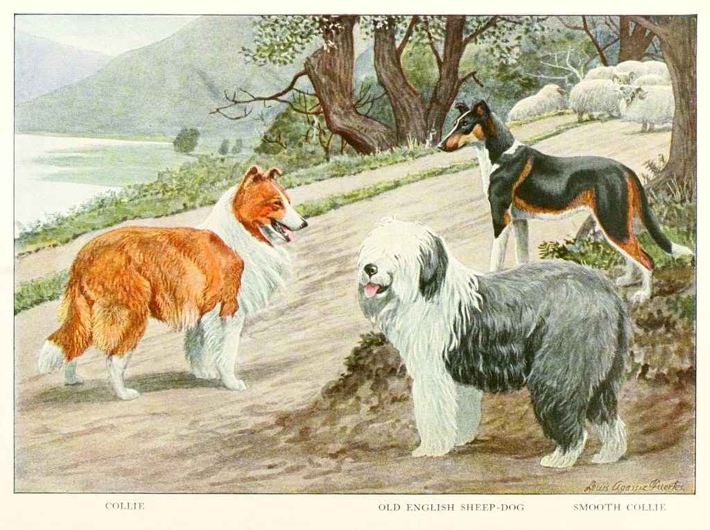 Klasik köpek ırkları illüstrasyonu: collie ve old english sheepdog