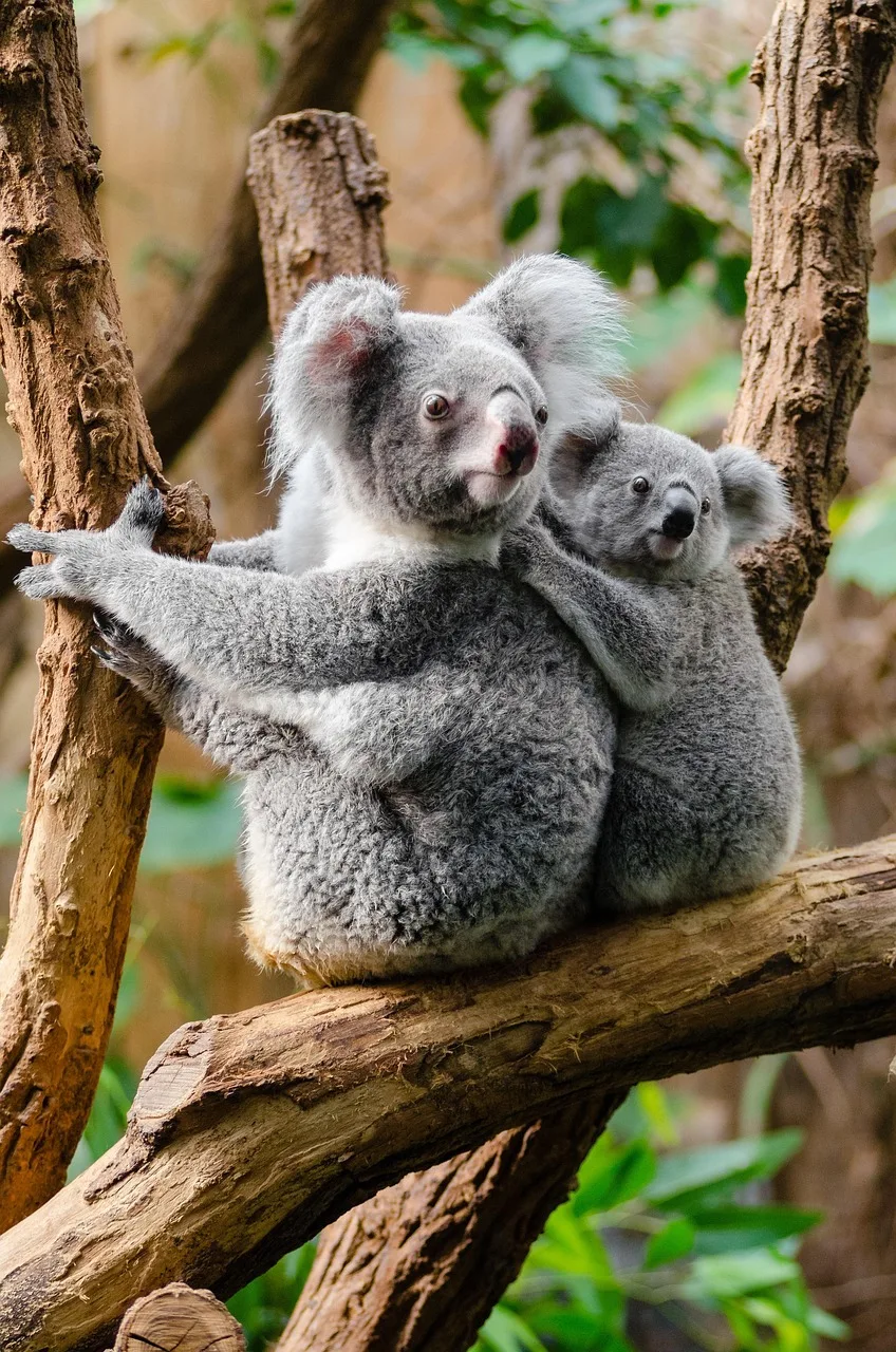 Koala ağaç dalında sevimli portre - tüylü doğa