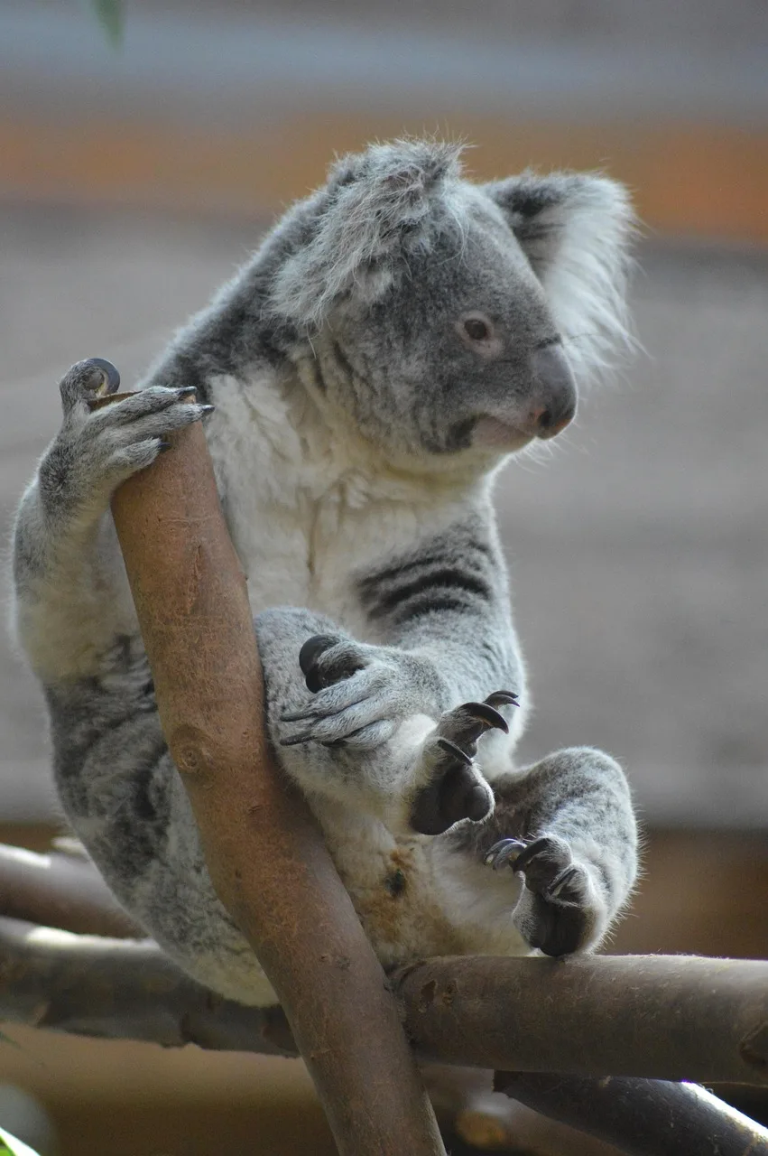 Koala ağacın dalında otururken - sevimli doğa fotoğrafı