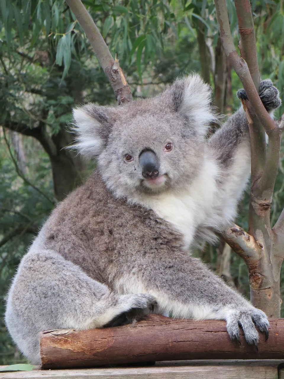 Koala ağacında oturan sevimli Avustralya memeli