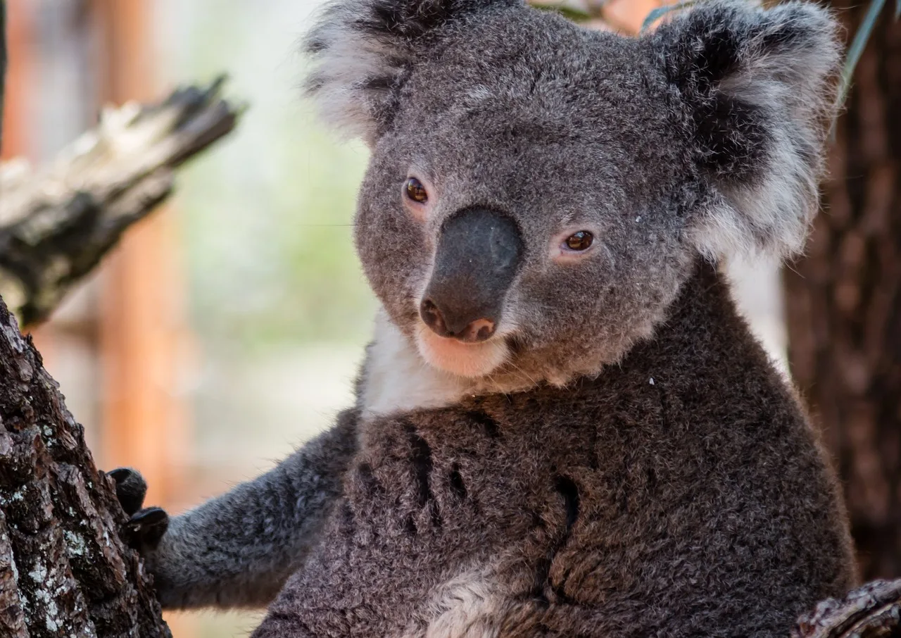 Koala ağaçta dinleniyor - doğal hayvan fotoğrafı