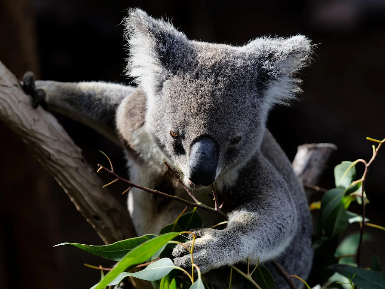 Koala ağaçta dinleniyor - sevimli vahşi yaşam
