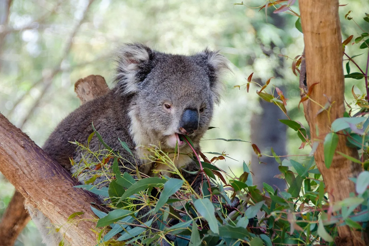 Koala ağaçta okaliptüs yaprağı yiyen keseli hayvan