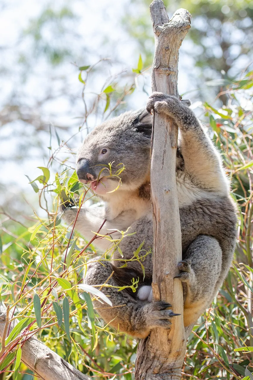 Koala ağaçta otobur marsupial - sevimli Avustralya doğası