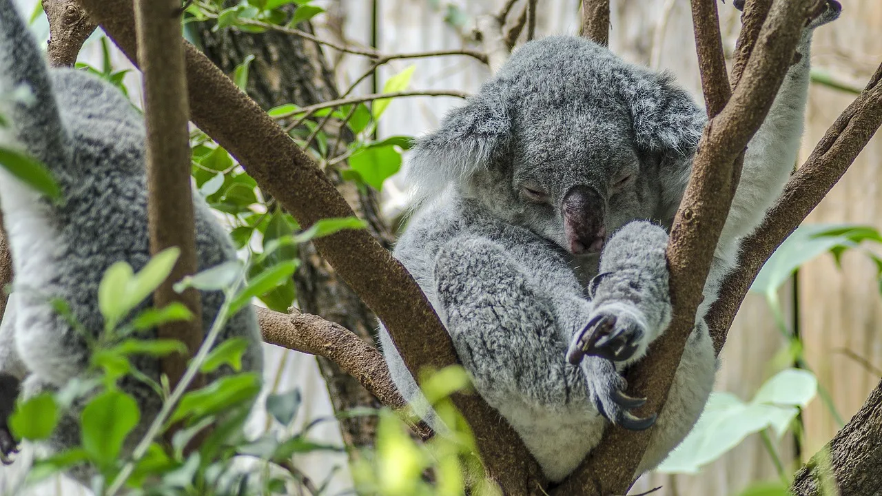 Koala ağaçta oturan sevimli hayvan