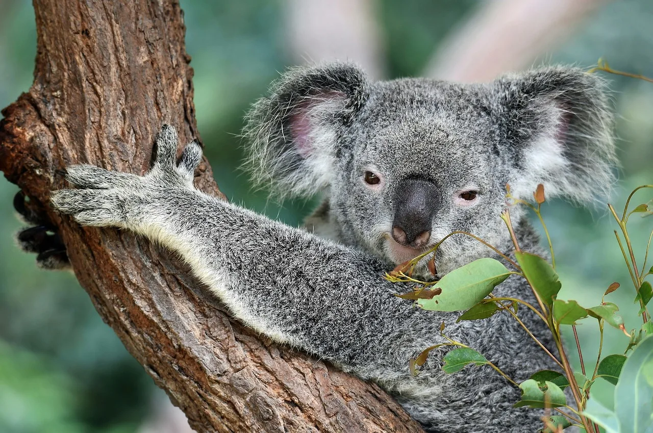 Koala ağaçta otururken - Avustralya doğası