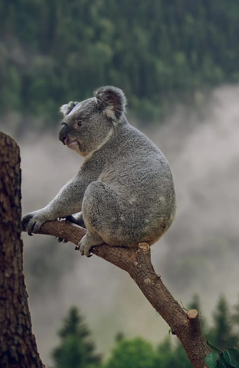 Koala ağaçta otururken - sevimli vahşi hayvan