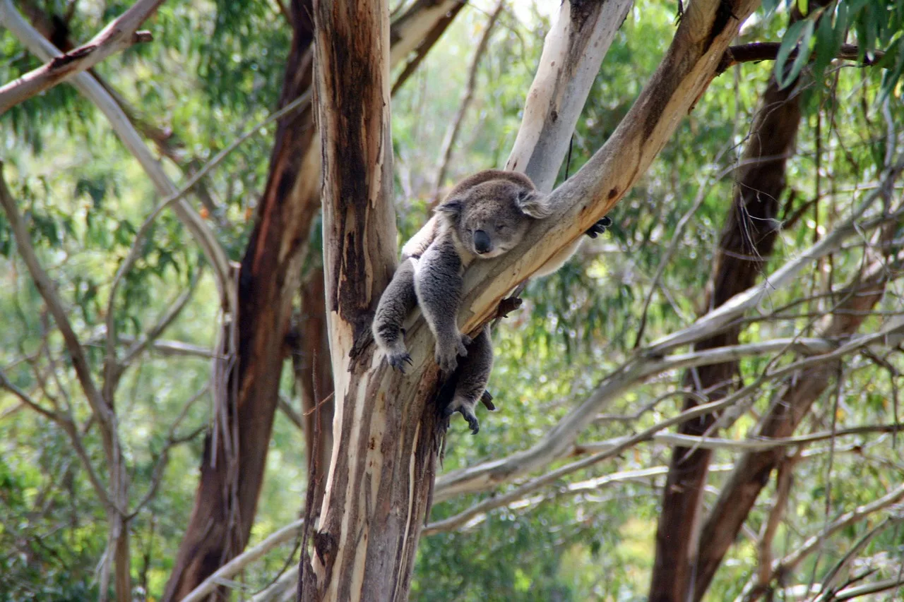Koala ağaçta tembel oturuyor - Avustralya doğası