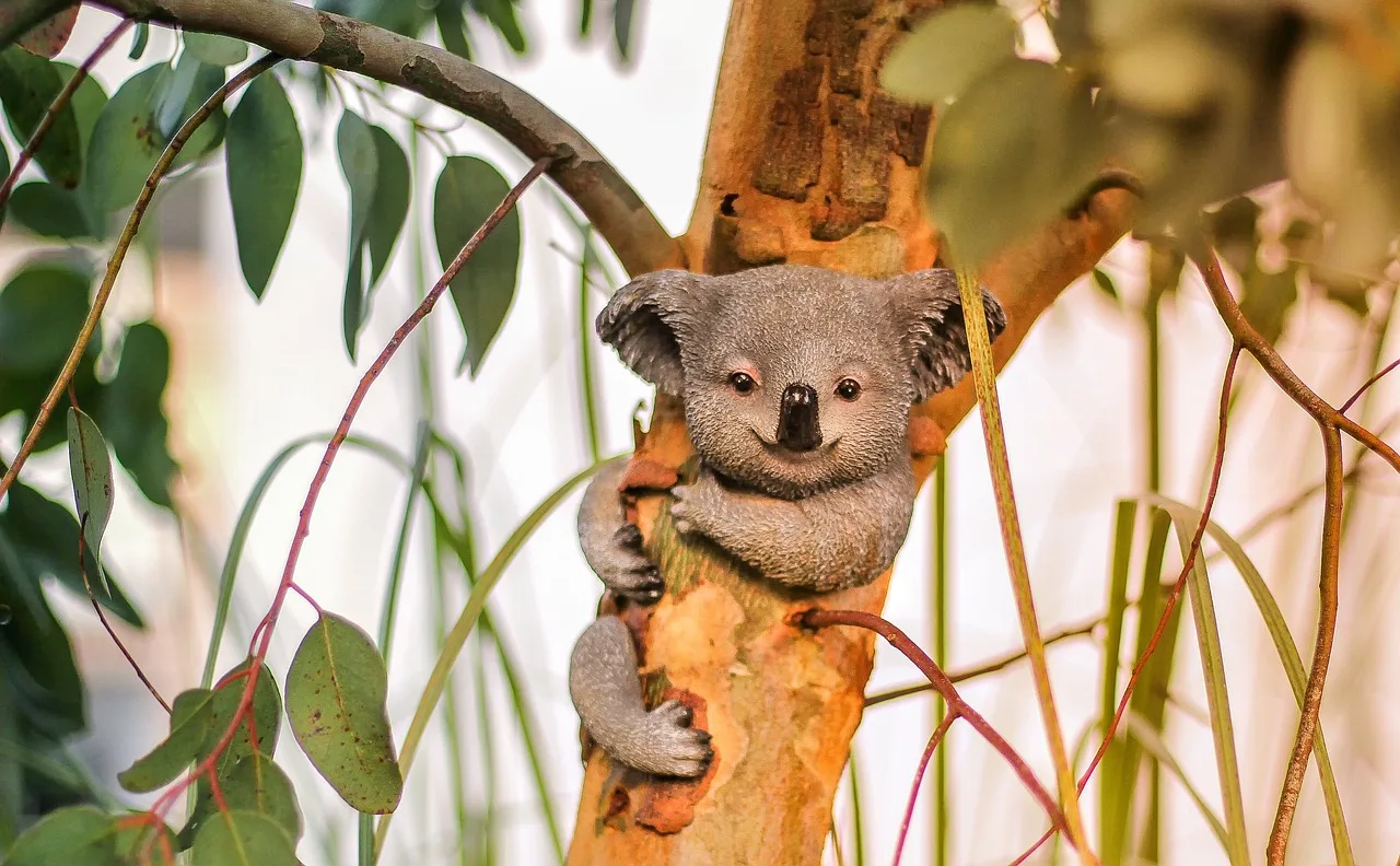 Koala ağaçta tırmanıyor - yeşil yapraklı sahne