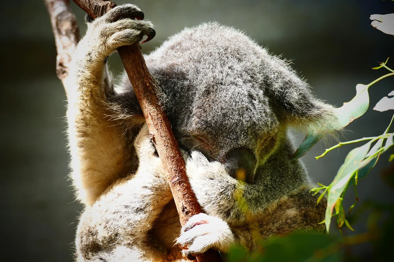 Koala ağaçta uyuyan sevimli vahşi hayvan